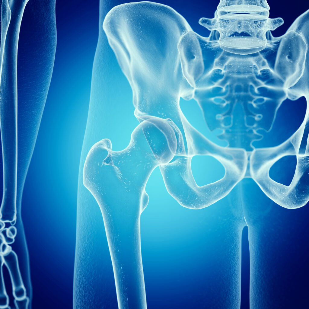 3d rendered medically accurate illustration of the skeletal hip